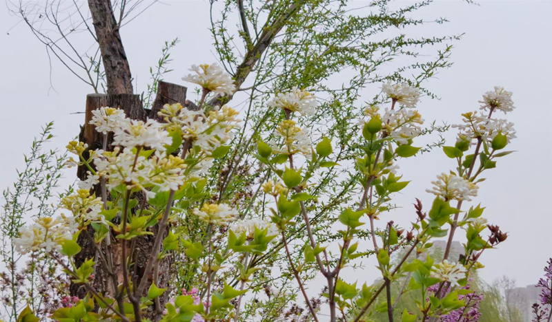 獨山風(fēng)春景.png 獨山風(fēng)春景.png