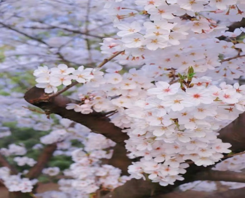 圖片 1.png 圖片 1.png