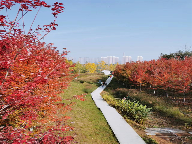 秋意-2.png 秋意-2.png