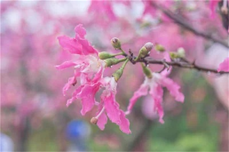 吉富平 詩(shī)歌——《秋櫻》