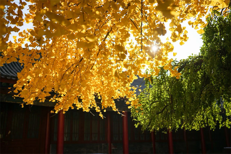 魏榮 詩(shī)歌——《淺冬時(shí)光》