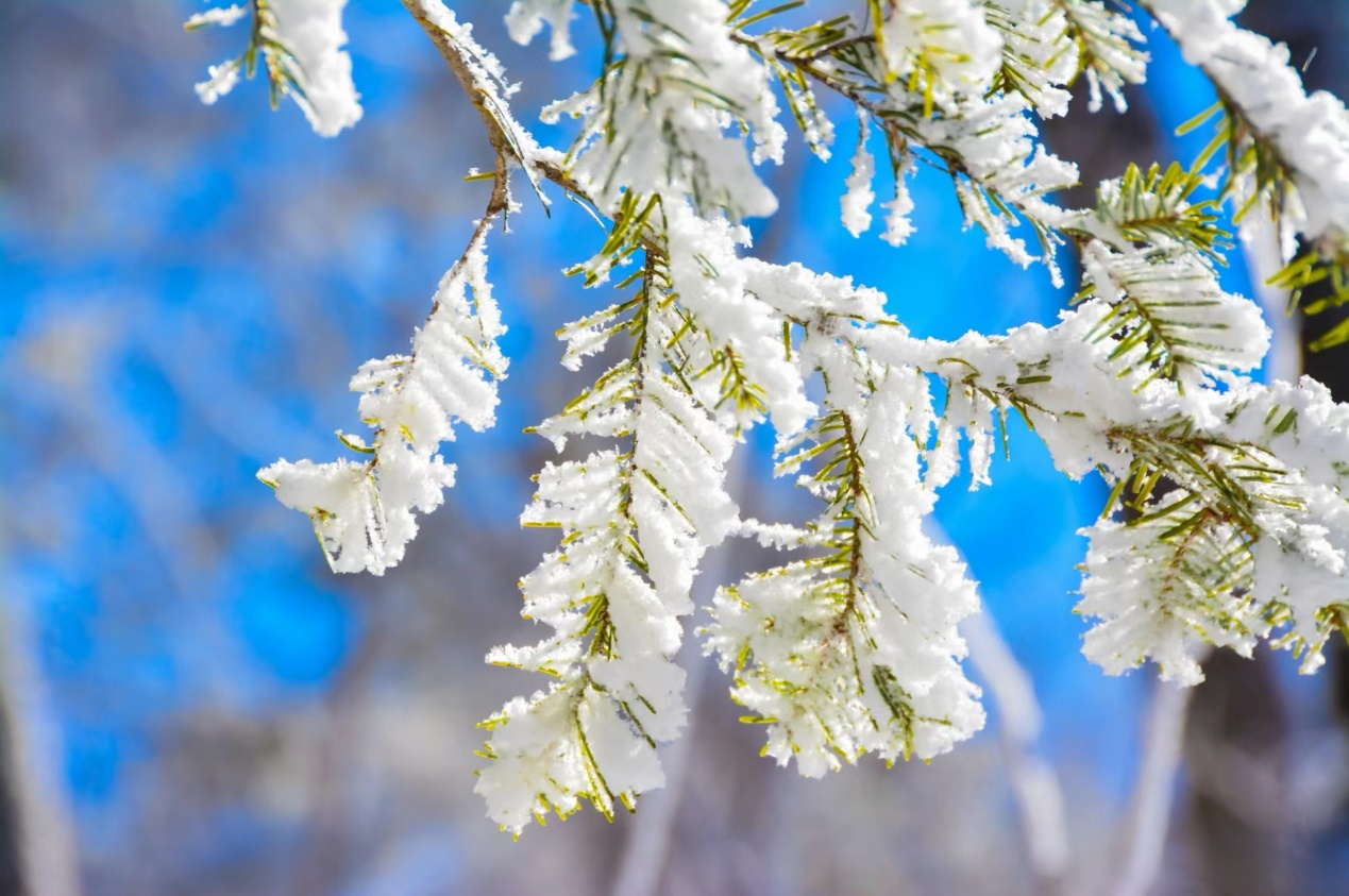 散文 葉蕾——《靜聽(tīng)初雪》
