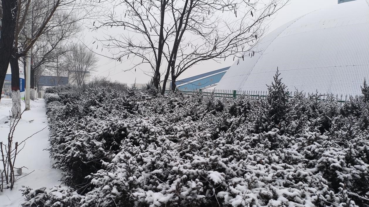 賀齊軍 散文——《雪預豐年》