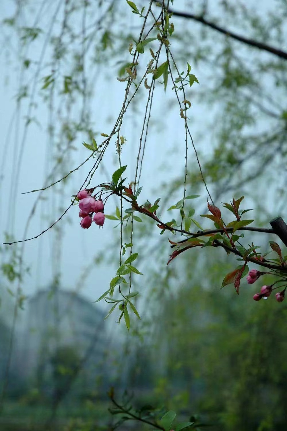 吉富平 詩(shī)歌——《三月的小雨》