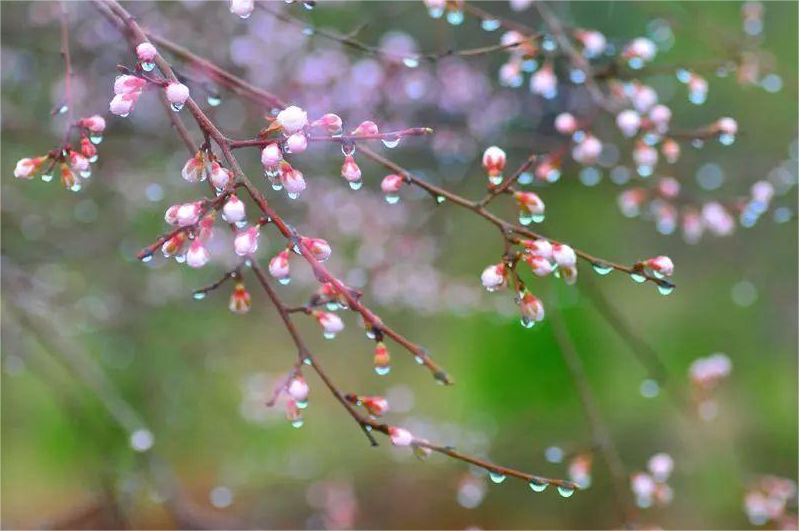 肖倩倩 詩(shī)歌——《四月的雨》