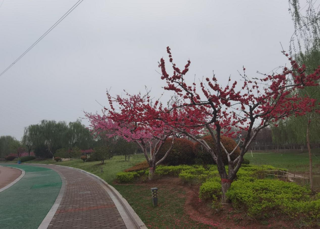 王偵 散文——《“雪貓戲撲風(fēng)花影”何以得見(jiàn)？》