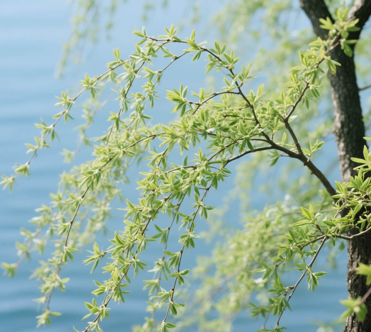 101744275925793563.png 柳樹(shù)(1).png