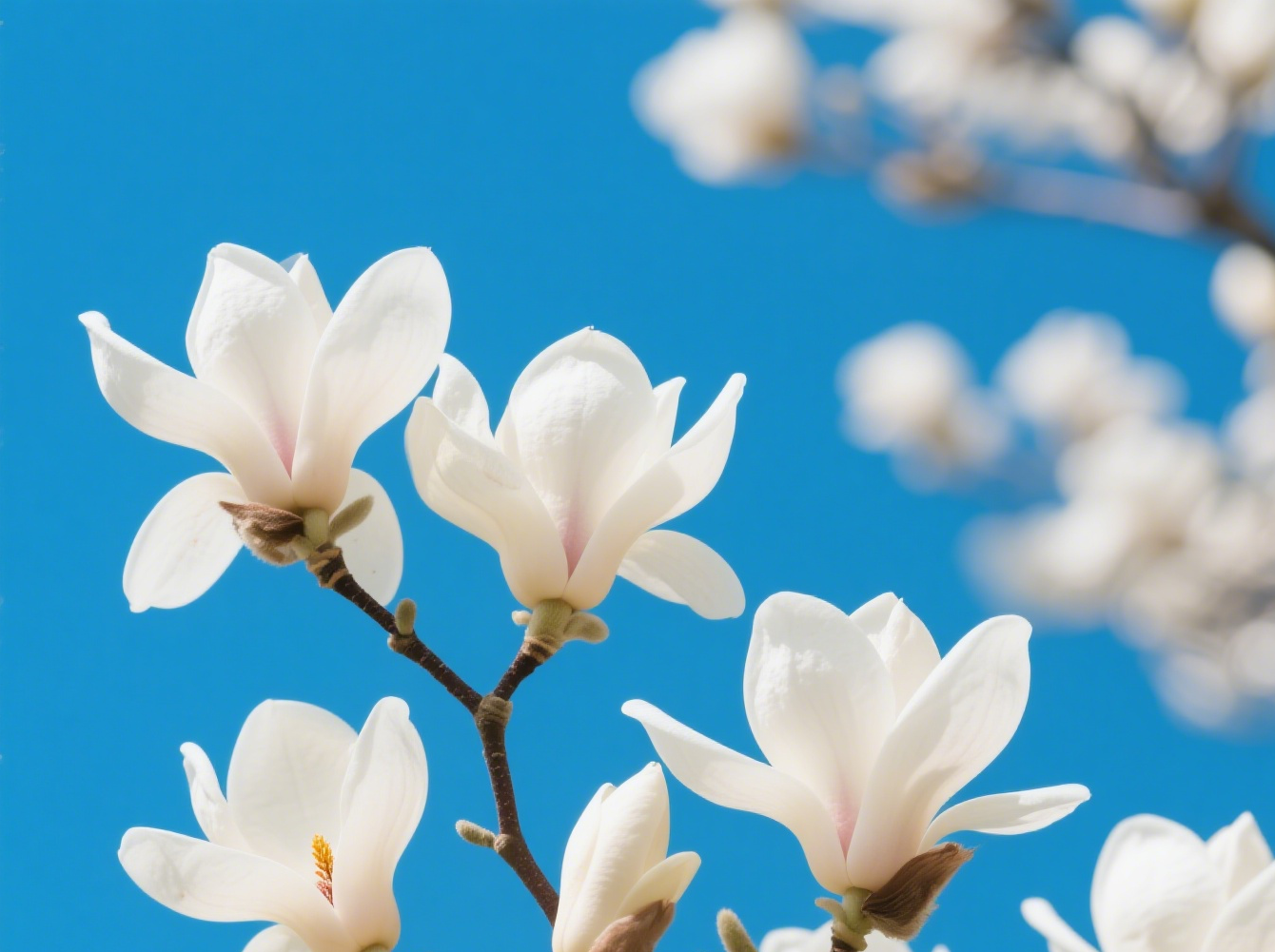 151744700471300507.png 玉蘭花開(kāi)圖片生成.png